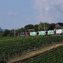 IMG 4070  Dans les vignes entre Auvernier et Colombier