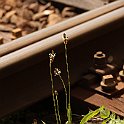 IMG 3077  Verdure ferroviaire