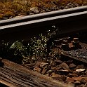 IMG 3079  Verdure ferroviaire