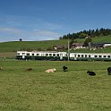 DSC22496  La vaches qui regardent passer les trains, c'est une légende: même sur une ligne où il n'en passe plus qu'exceptionnellement, elles s'en désintéressent.