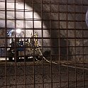 IMG 3187  en cage