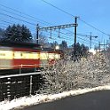 IMG 3541  Mandarine dans la neige en pleine vitesse